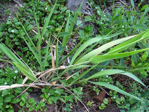 Panicum niihauense H. St. John的圖片