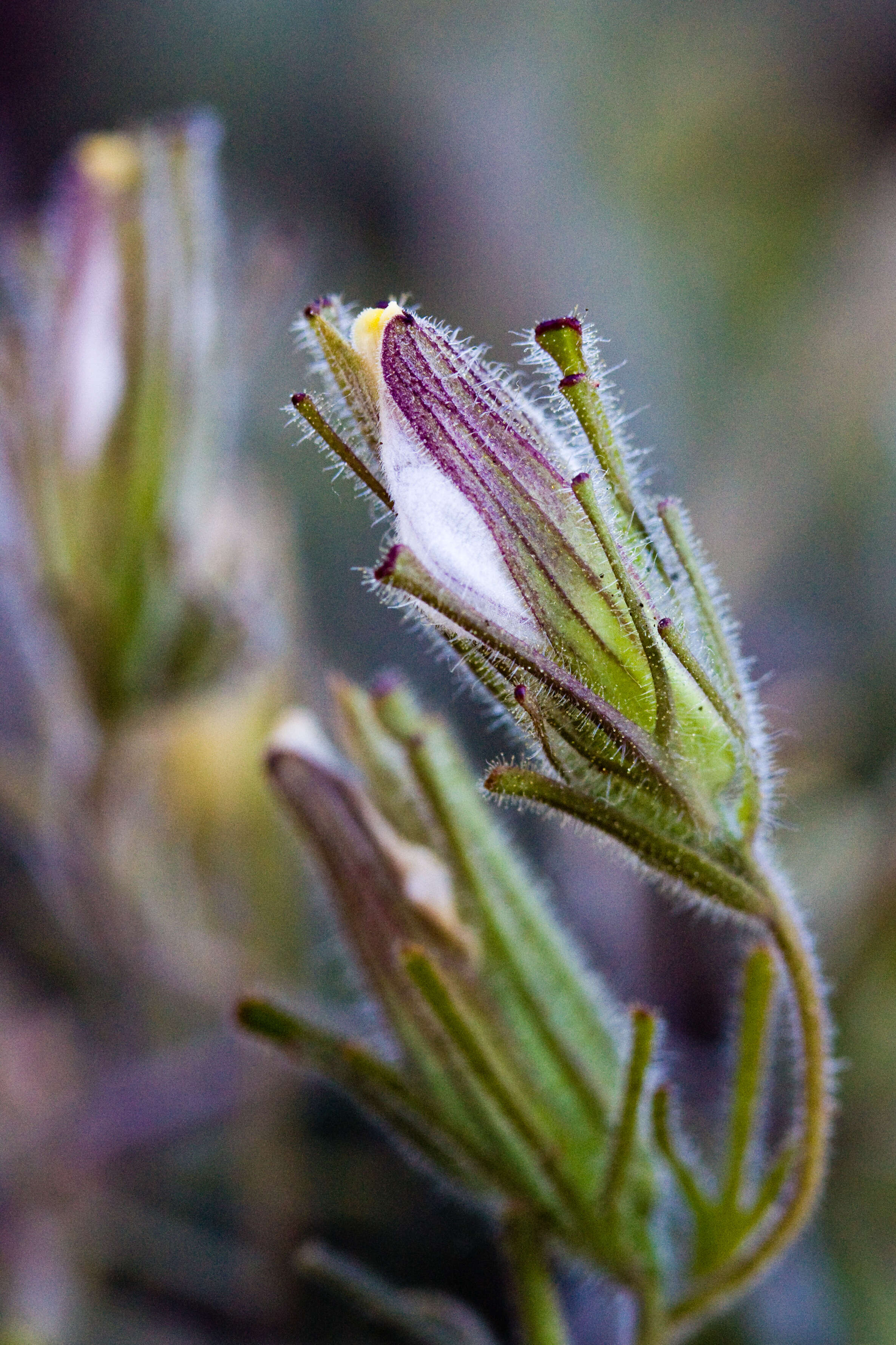 Cordylanthus resmi