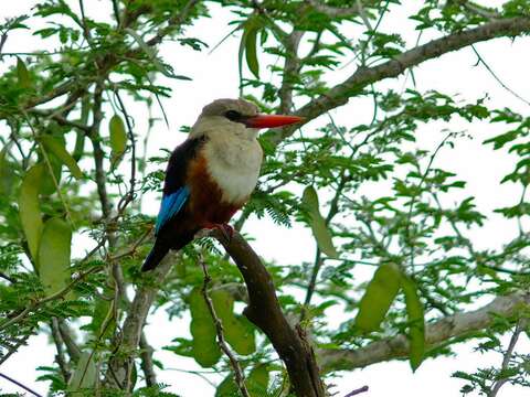 Image of Chestnut-bellied Kingfisher