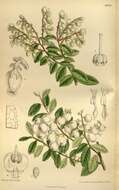 Imagem de Gaultheria cuneata (Rehder & E. H. Wilson) Bean