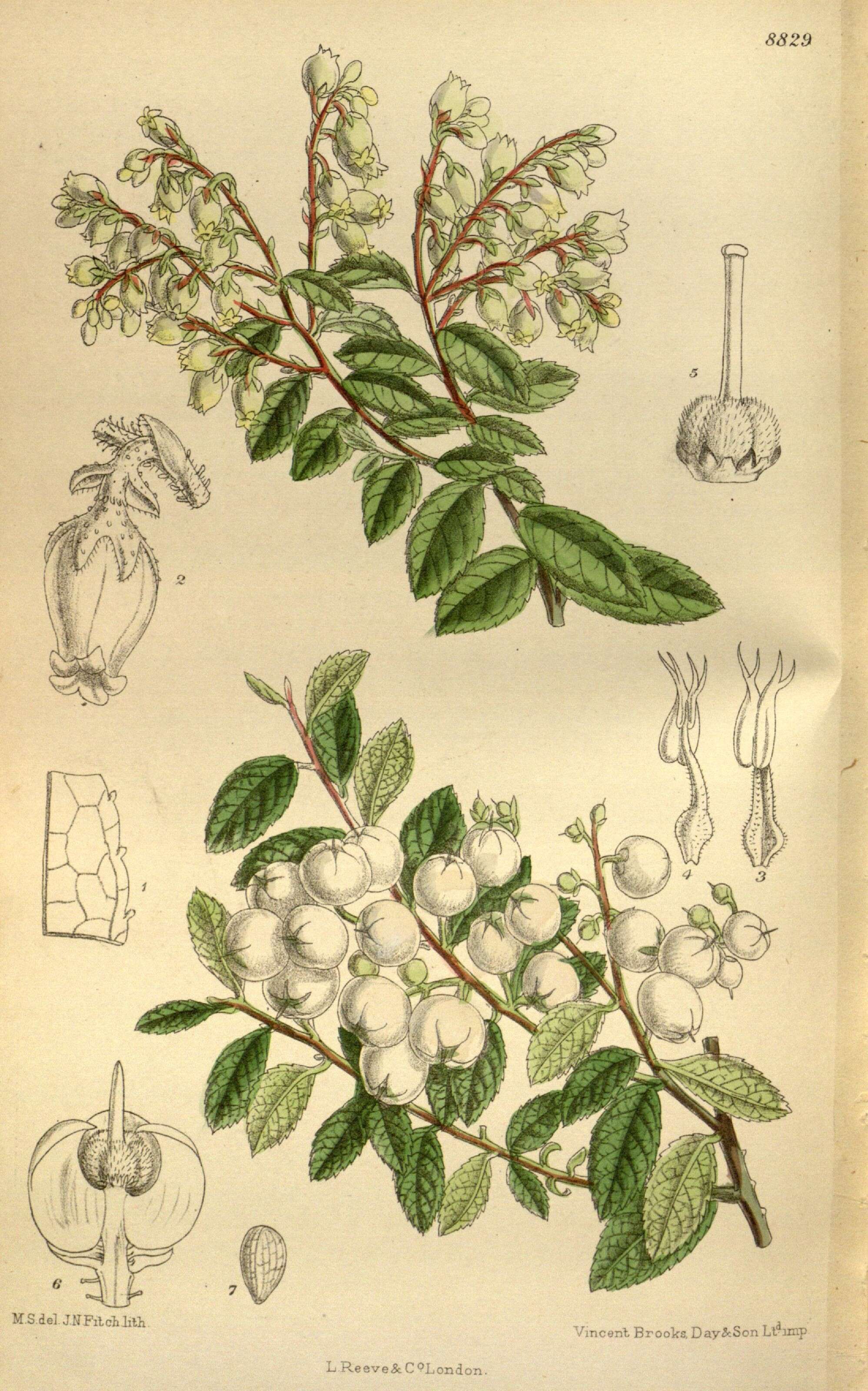 Imagem de Gaultheria cuneata (Rehder & E. H. Wilson) Bean