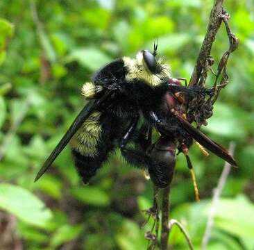 Image of Southern Bee Killer