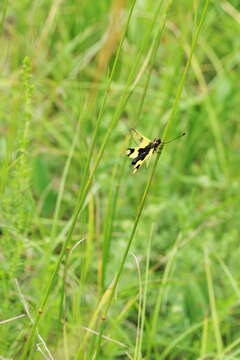 Image of Libelloides longicornis (Linnaeus 1764)