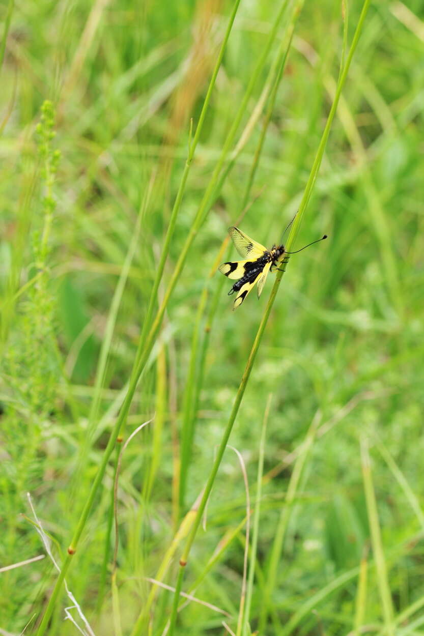 Image of Libelloides longicornis (Linnaeus 1764)