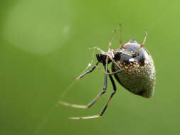 Image of Dewdrop Spiders