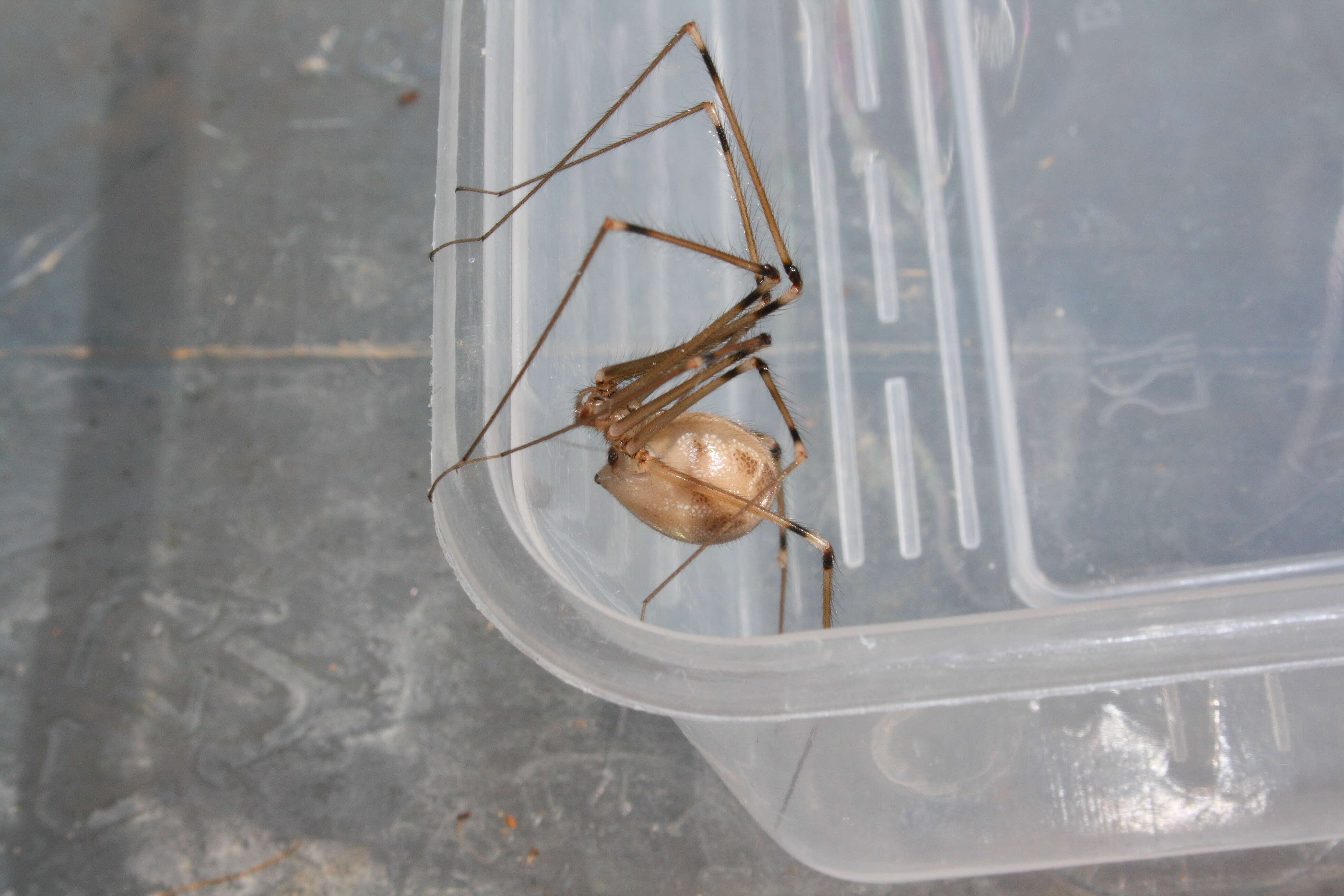 Giant Daddy-long-legs Spider (Araneae (spiders) of the British