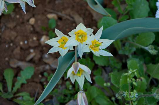 Image de Tulipa turkestanica (Regel) Regel