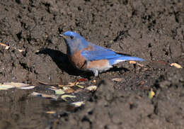 Image of Western Bluebird