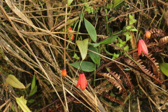 Image of Bomarea pauciflora (Kunth) Herb.