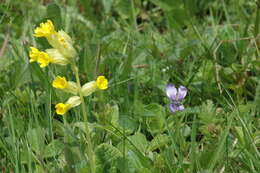 Image of cowslip