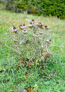 Image of woolly thistle