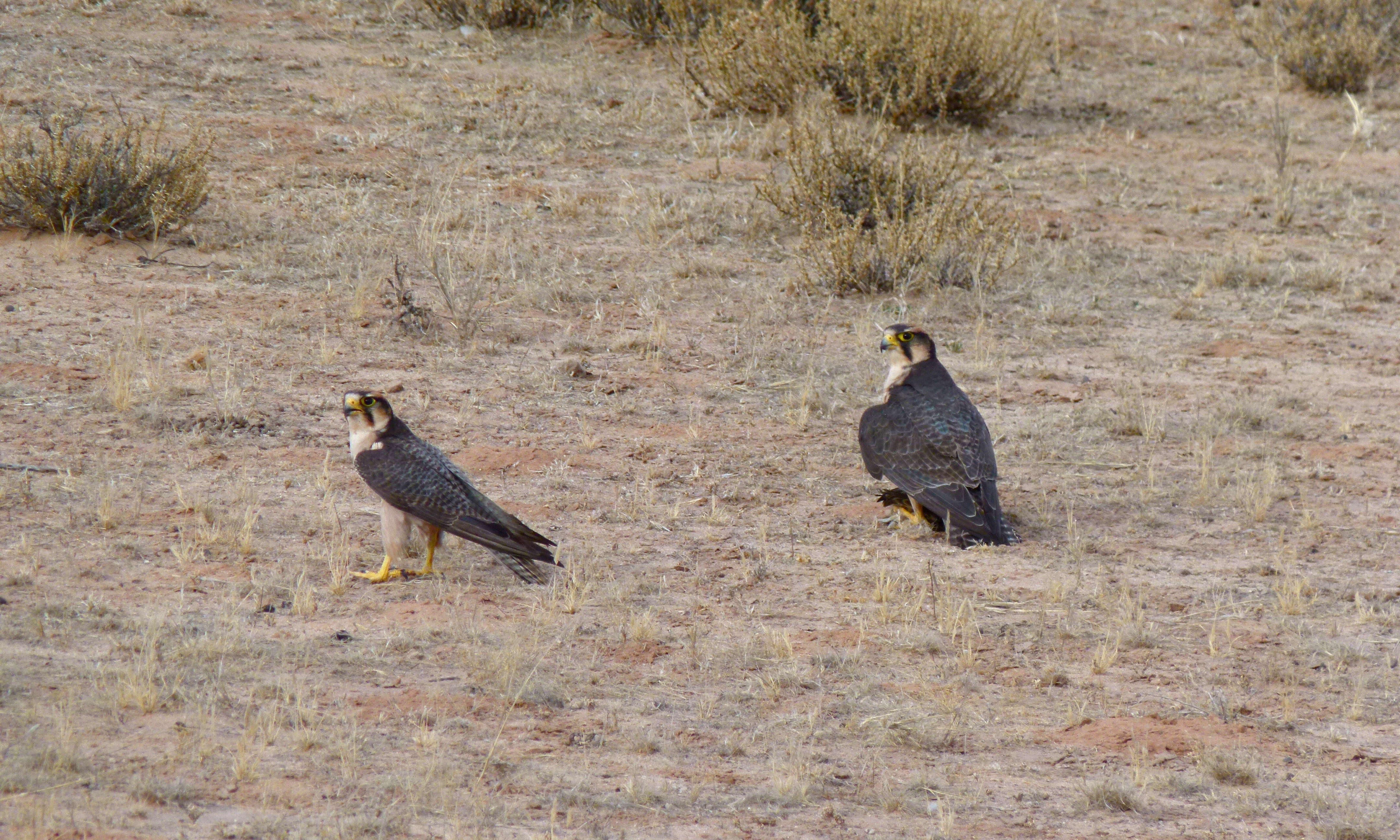 Image of Lanner Falcon