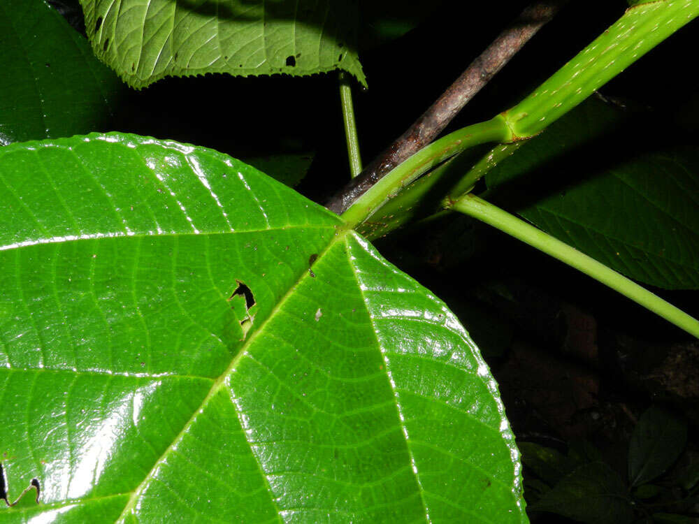 Image of Myriocarpa longipes Liebm.