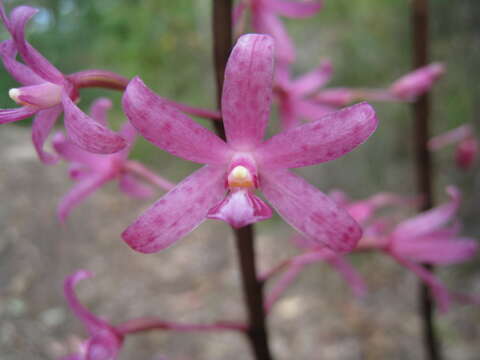 Image of pink hyacinth-orchid