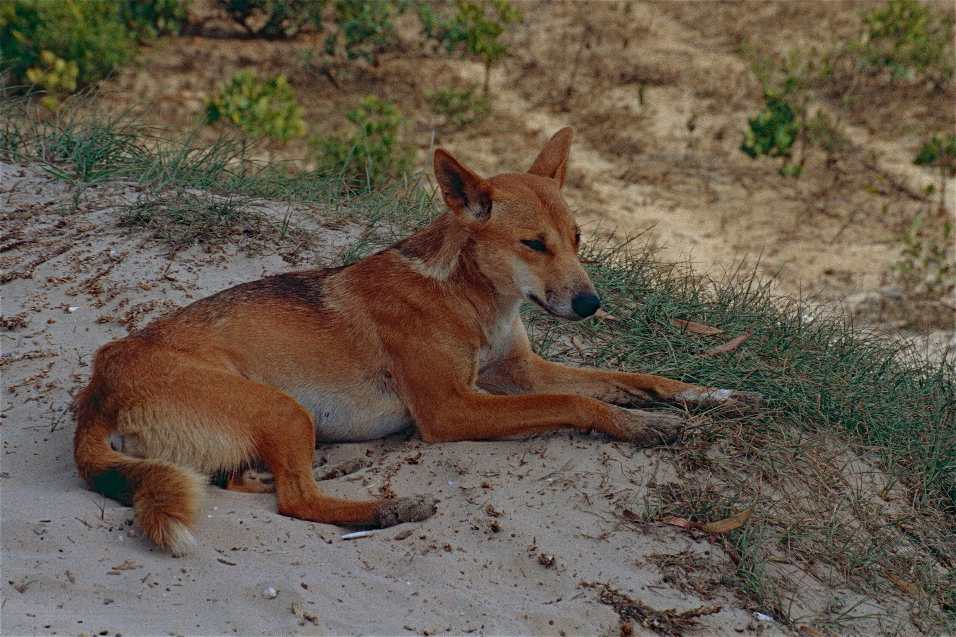 Image of gray wolf