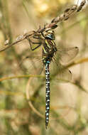 Image of hawker dragonfly