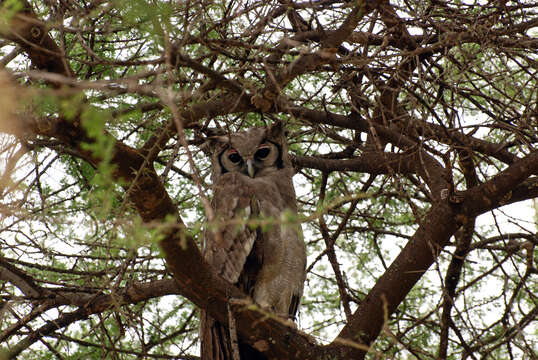 Image of Giant Eagle Owl