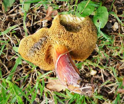 Image of Hortiboletus