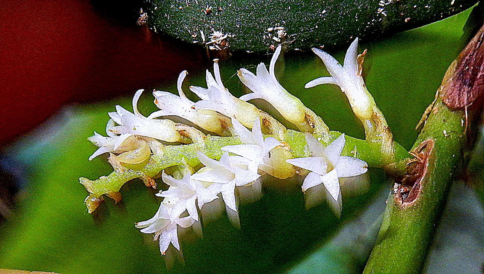 Image of Bentspur orchids