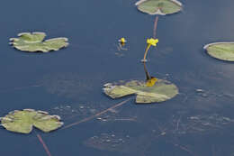 Image of leafy bladderwort