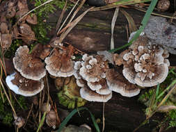 Image of Trametes