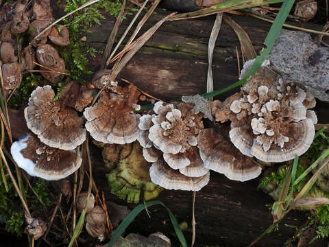 Image of Trametes ochracea (Pers.) Gilb. & Ryvarden 1987