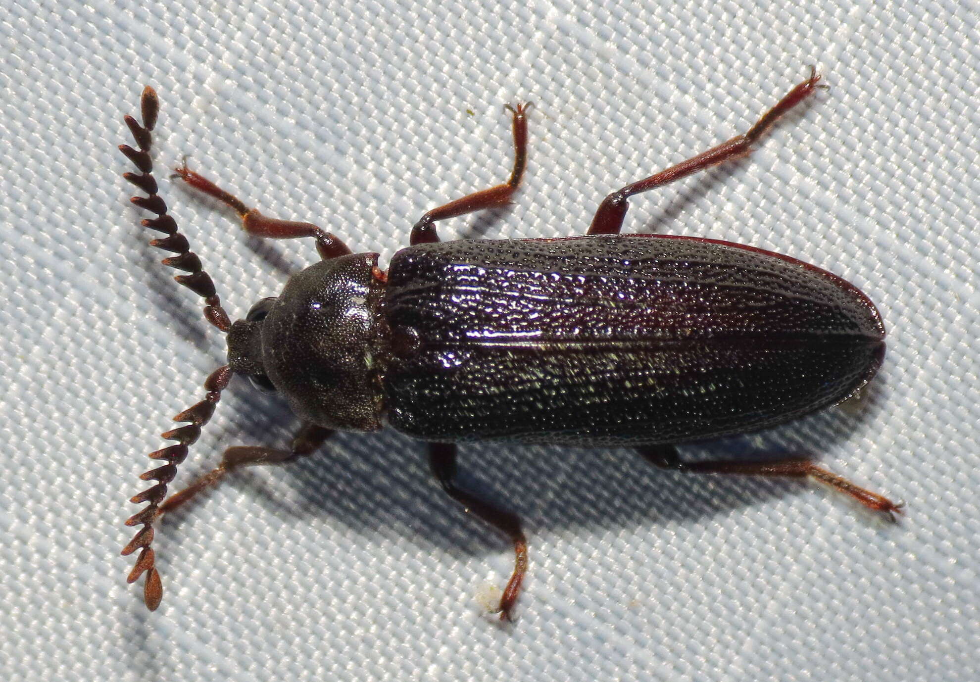 Image of callirhipid cedar beetles