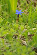 Image of Gentiana verna subsp. verna