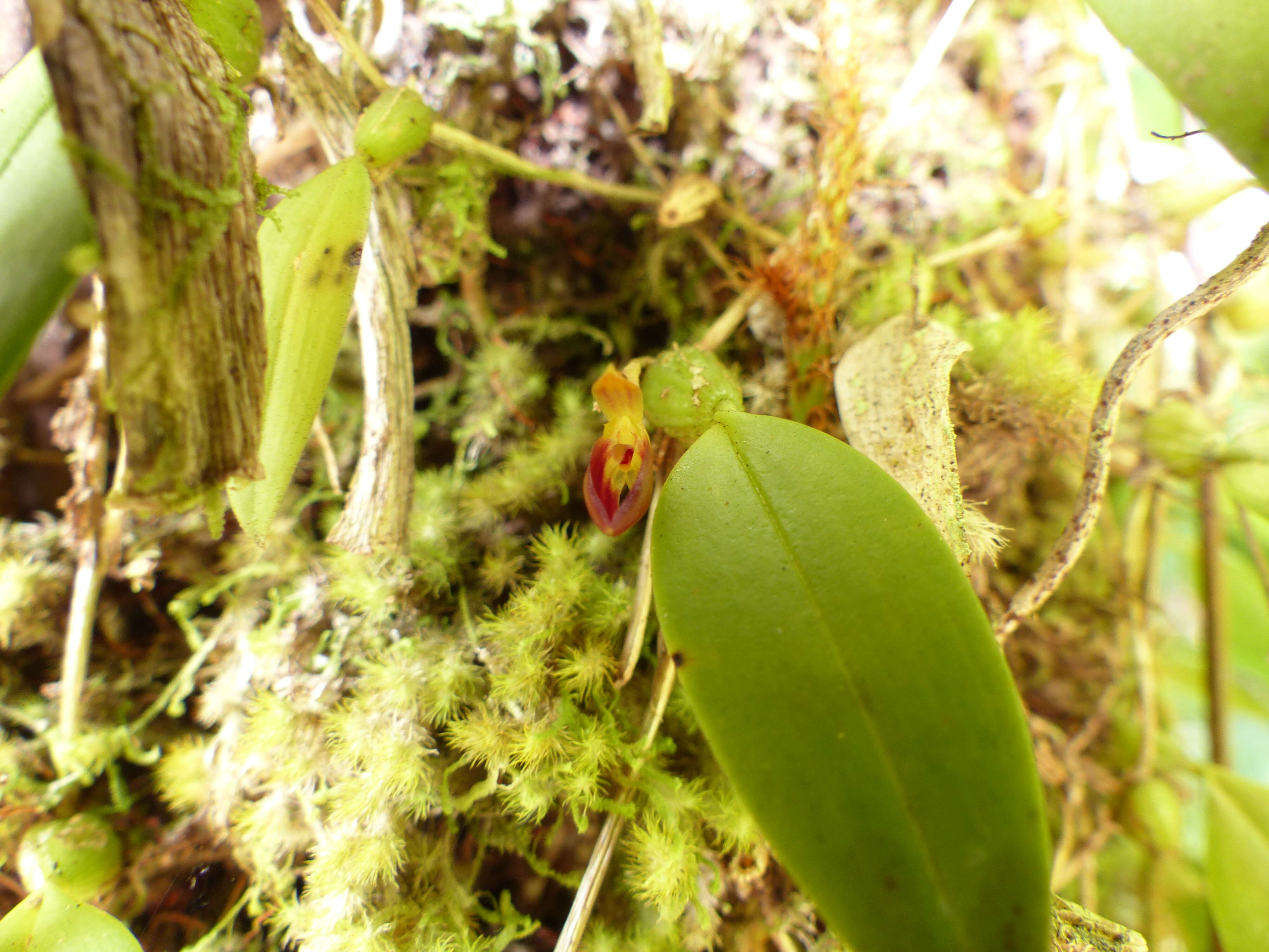 Image de Bulbophyllum membranaceum Teijsm. & Binn.