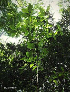 Image of Aoranthe penduliflora (K. Schum.) Somers