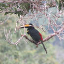 Image of Many-banded Aracari