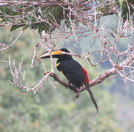 Image of Aracari