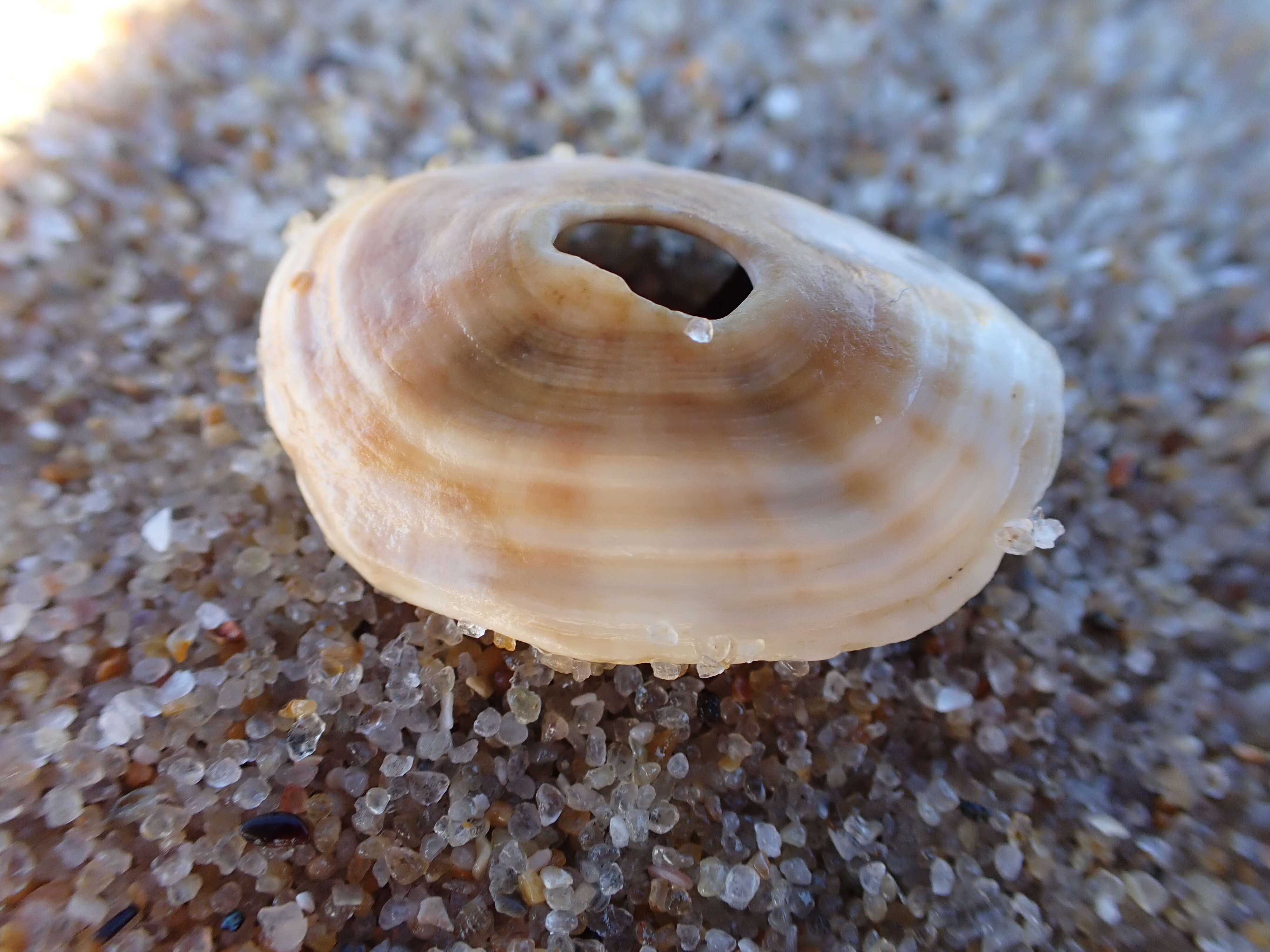 Image of Amblychilepas javanicensis (Lamarck 1822)