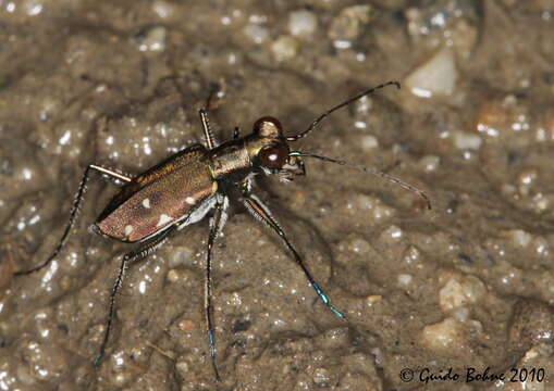 Слика од Cylindera (Ifasina) discreta discreta (Schaum 1863)