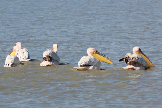 Image of Great White Pelican