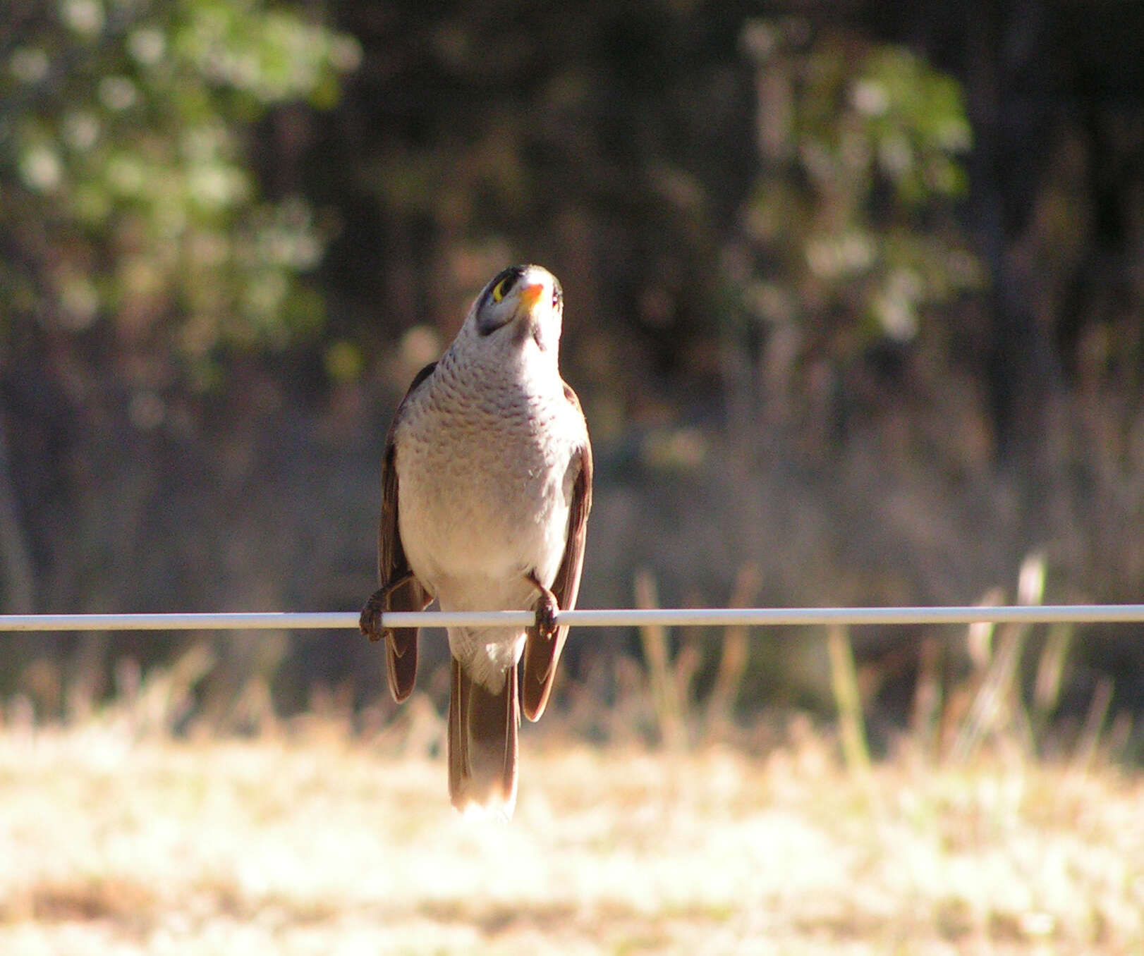 Image of Noisy Miner