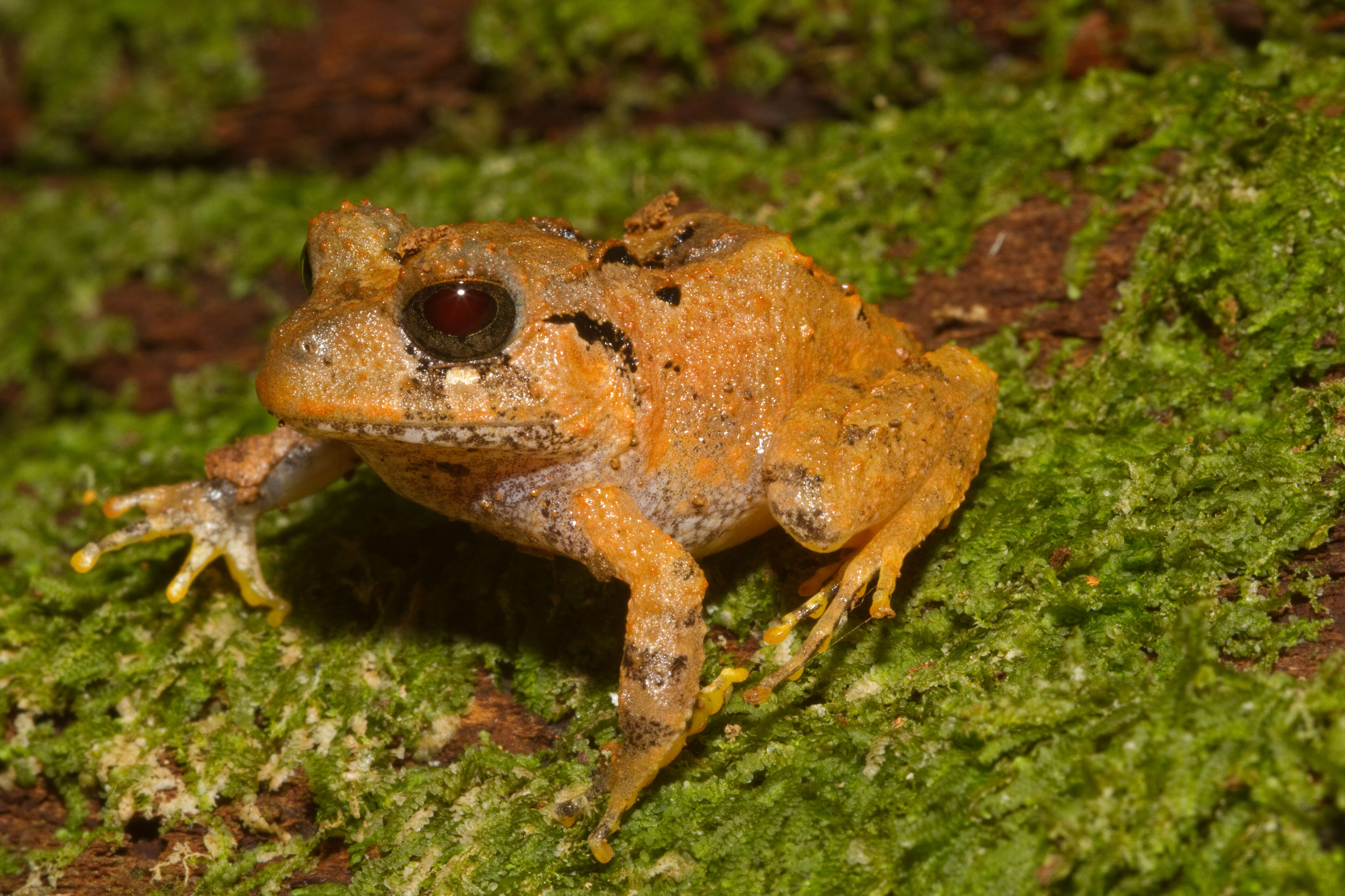 Image of Craugastor megacephalus (Cope 1875)