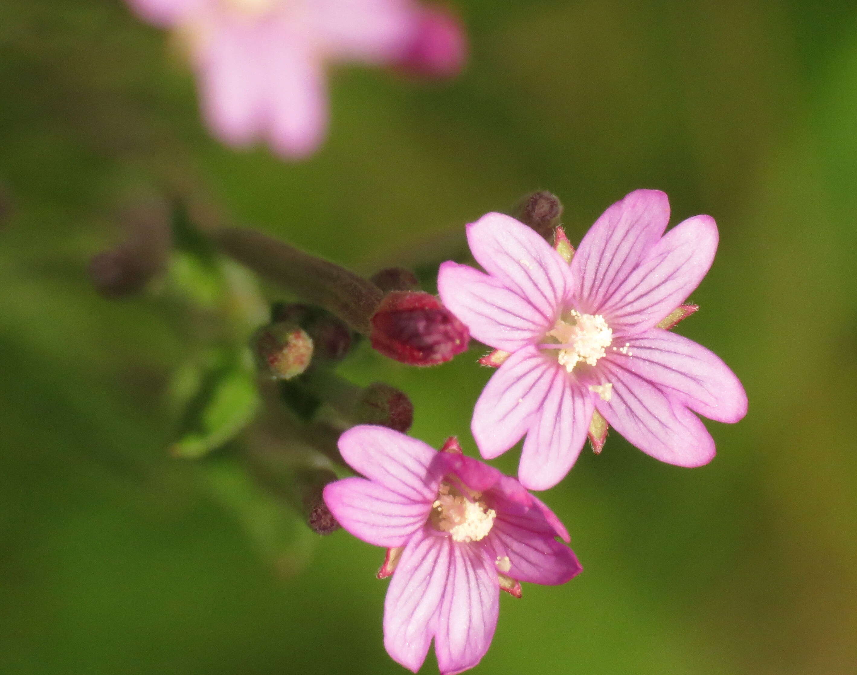 Image of willowherb