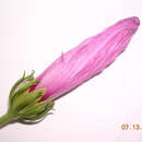 Image de Hibiscus peruvianus R. E. Fries