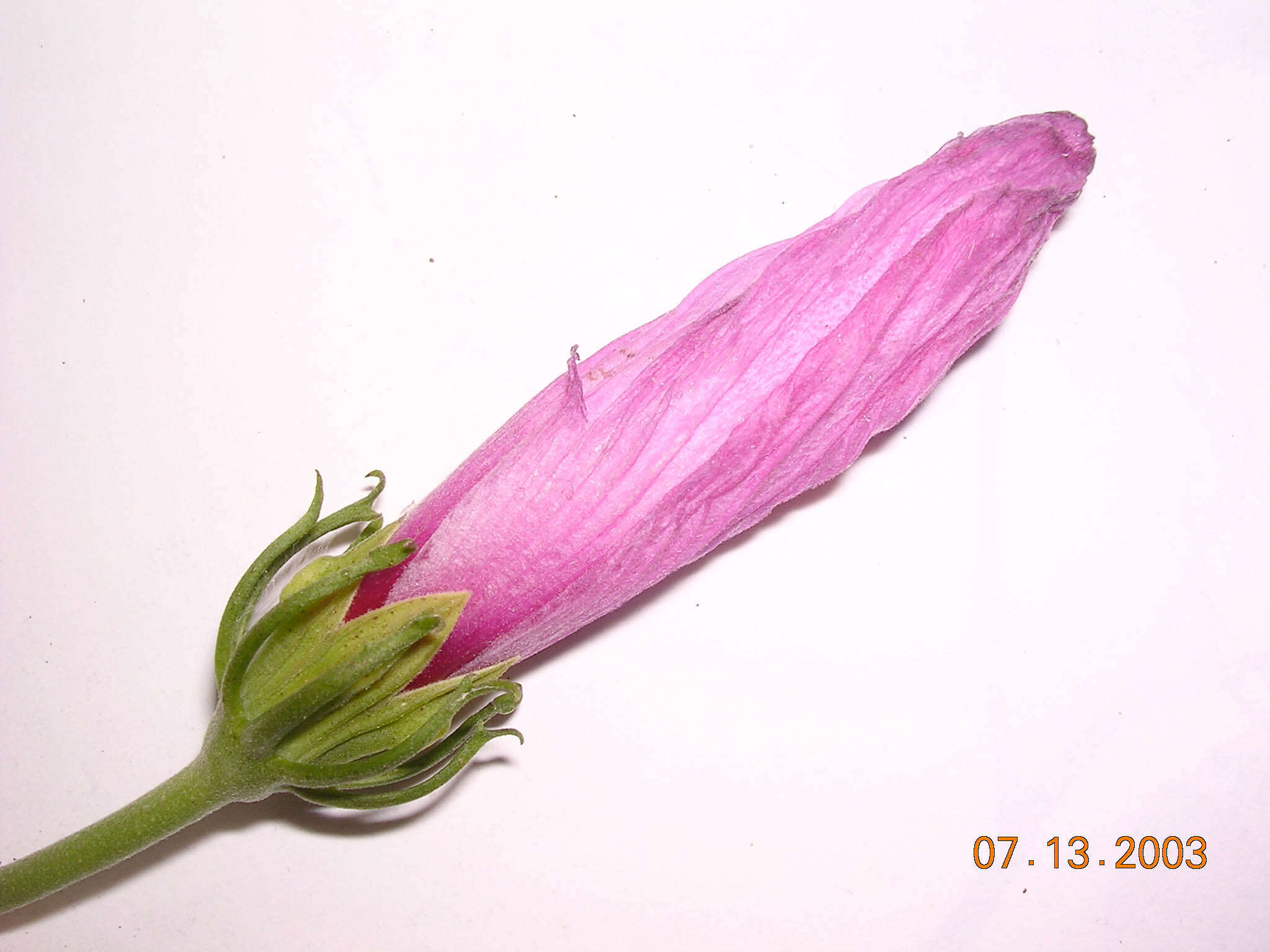 Image of Hibiscus peruvianus R. E. Fries