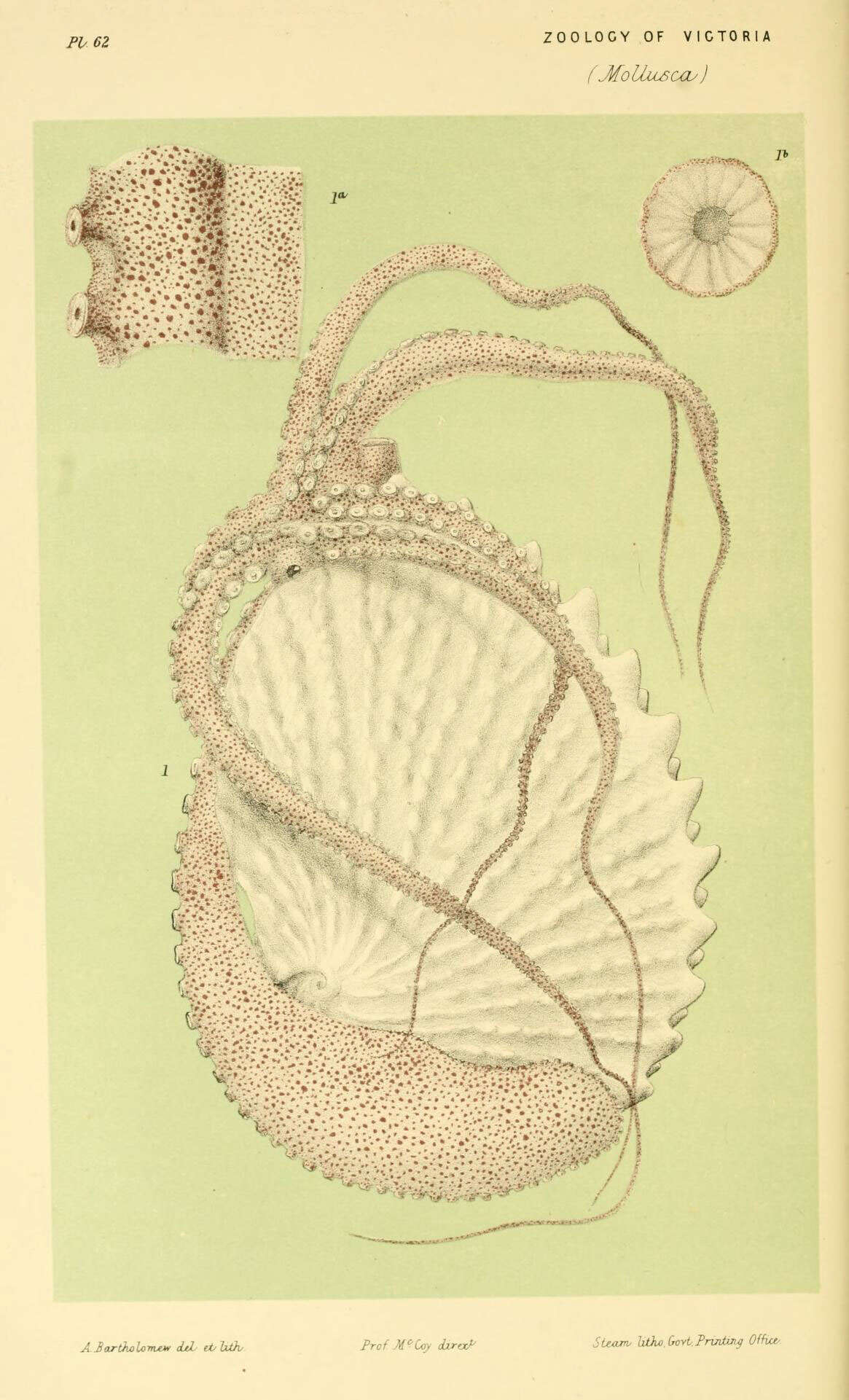 Image of Argonauta nodosus Lightfoot 1786