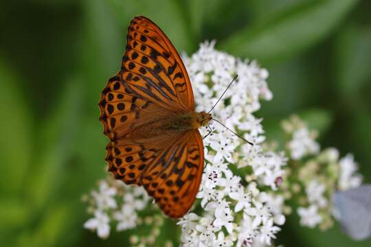 Imagem de Argynnis paphia Linnaeus 1758