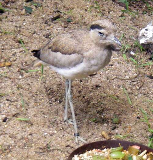 Image of Peruvian Thick-knee