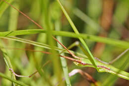 Image of Manomera tenuescens (Scudder & S. H. 1900)