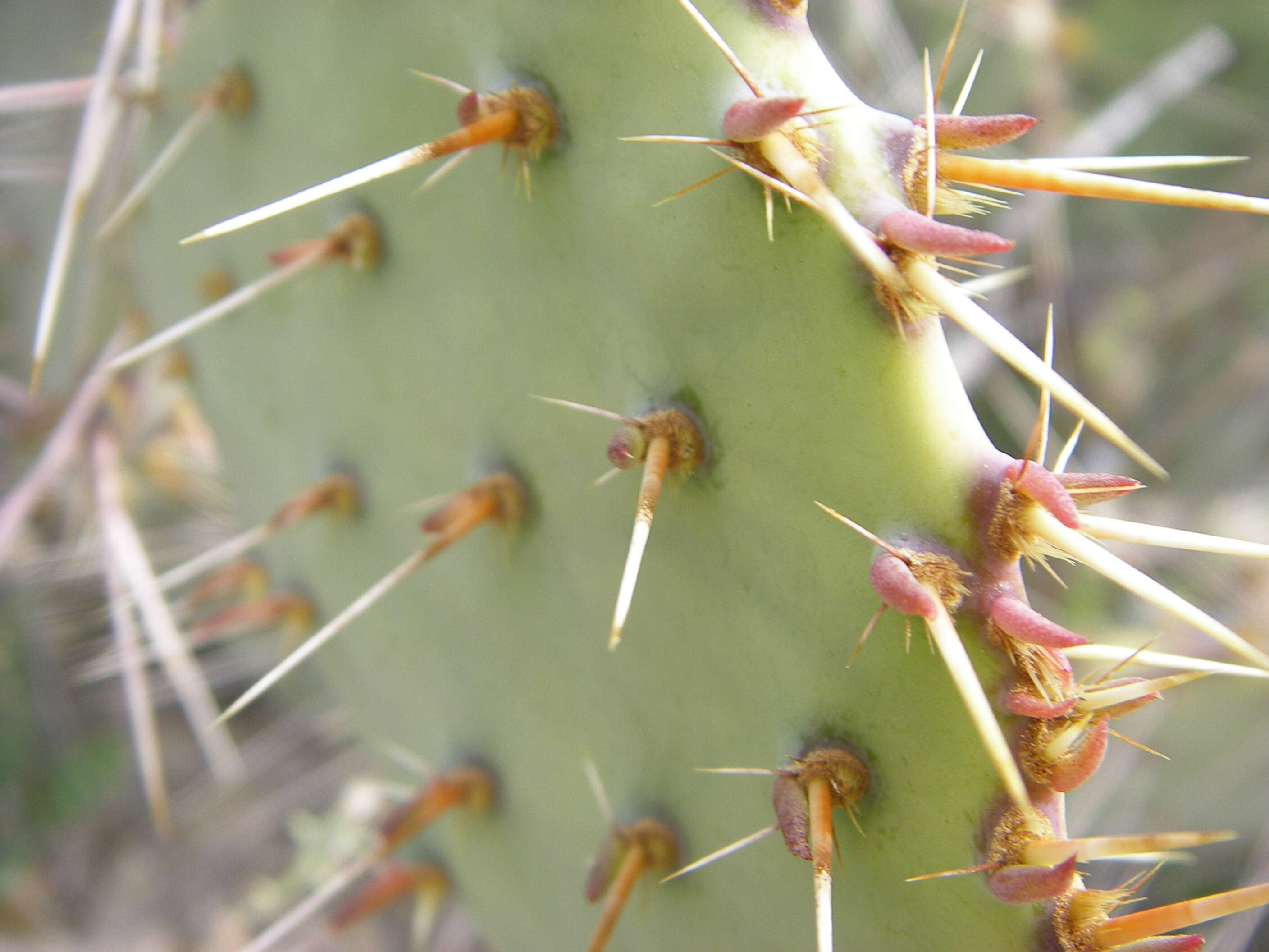 Image of Prickly Pears