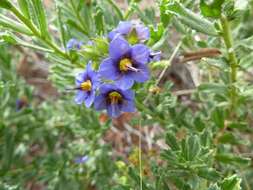 Image of Halgania cyanea Lindley