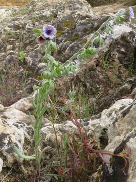 Image of blue hound's tongue