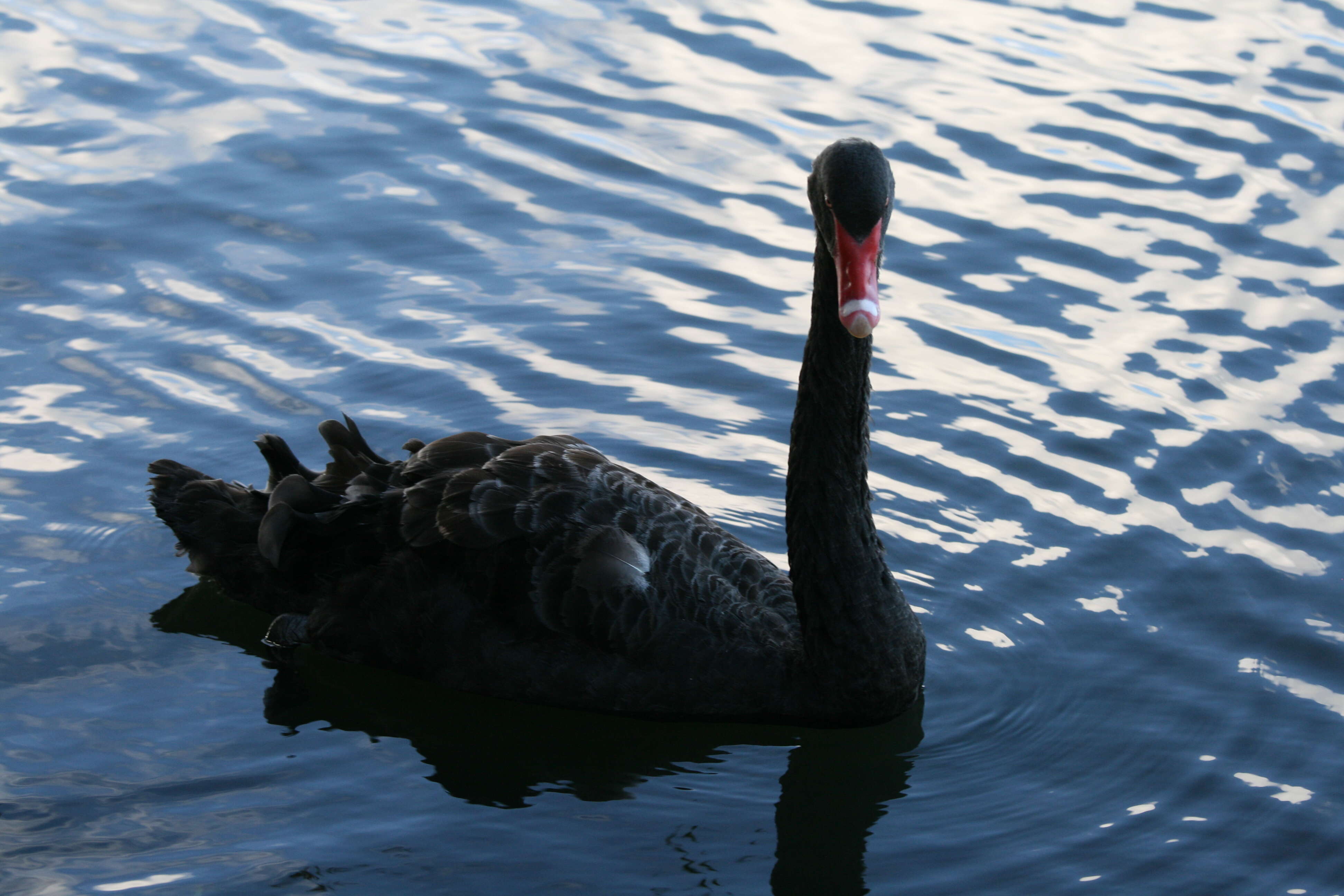 Image of Black Swan