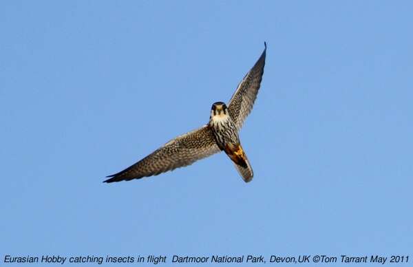 Image of Eurasian Hobby