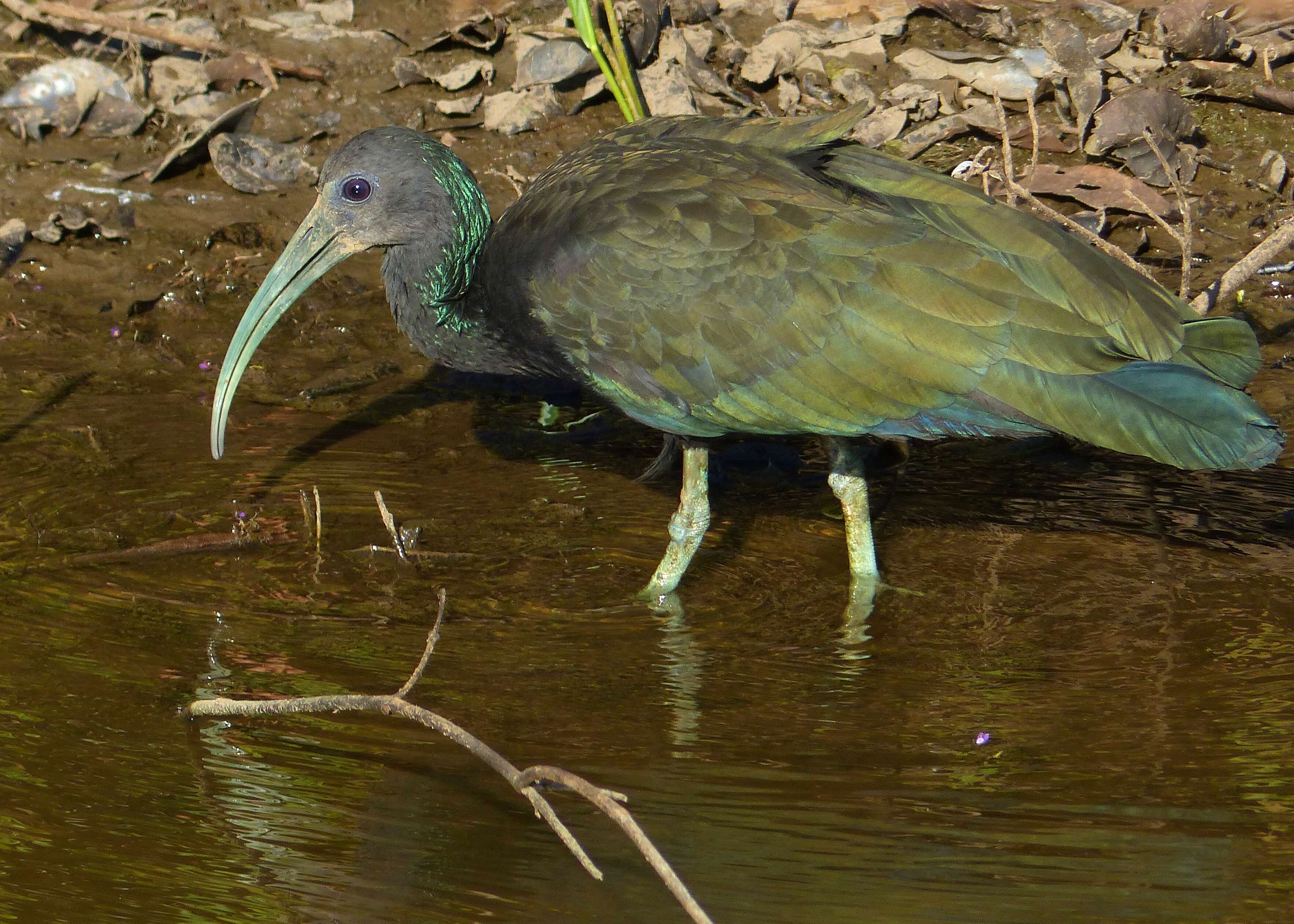 Image of Mesembrinibis Peters & JL 1930